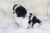 Otis, a male Japanese Chin for sale in Wheaton, MO – Photo 2 of 5