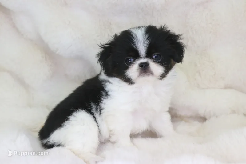 Otis – Japanese Chin puppy for sale in Wheaton, MO