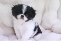 Otis, a male Japanese Chin for sale in Wheaton, MO – Photo 4 of 5