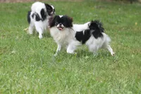 Mosley, a male Japanese Chin for sale in Wheaton, MO – 3 of 7
