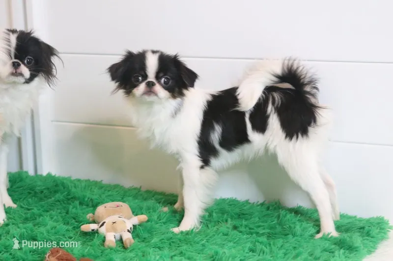 Tiny Tim, a male Japanese Chin for sale in Wheaton, MO – Photo 1 of 5