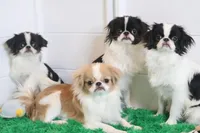 Tiny Tim, a male Japanese Chin for sale in Wheaton, MO – Photo 4 of 5