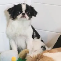 Tiny Tim, a male Japanese Chin for sale in Wheaton, MO – Photo 3 of 5