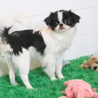 Tiny Tim, a male Japanese Chin for sale in Wheaton, MO – Photo 5 of 5