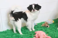 Tiny Tim, a male Japanese Chin for sale in Wheaton, MO – Photo 5 of 5