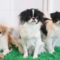 Tiny Tim, a male Japanese Chin for sale in Wheaton, MO – Photo 2 of 5