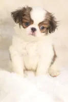 Franklin, a male Japanese Chin for sale in Wheaton, MO – 9 of 9