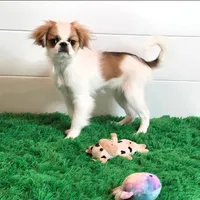 June, a female Japanese Chin for sale in Wheaton, MO – Photo 1 of 10