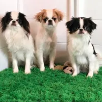 June, a female Japanese Chin for sale in Wheaton, MO – Photo 3 of 10