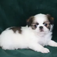 June, a female Japanese Chin for sale in Wheaton, MO – Photo 10 of 10