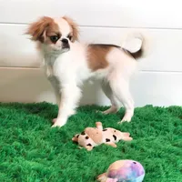 June, a female Japanese Chin for sale in Wheaton, MO – Photo 2 of 10