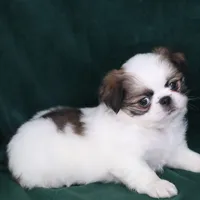 June, a female Japanese Chin for sale in Wheaton, MO – Photo 9 of 10