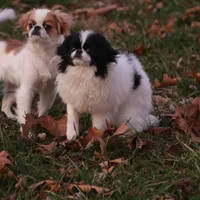 June, a female Japanese Chin for sale in Wheaton, MO – Photo 6 of 10