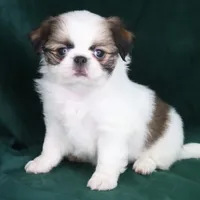June, a female Japanese Chin for sale in Wheaton, MO – Photo 7 of 10