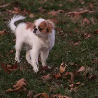 June, a female Japanese Chin for sale in Wheaton, MO – Photo 4 of 10