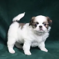 June, a female Japanese Chin for sale in Wheaton, MO – Photo 8 of 10