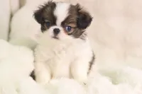 Lucy, a female Japanese Chin for sale in Wheaton, MO – 4 of 9