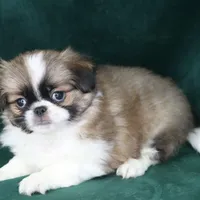 Tanner, a male Japanese Chin for sale in Wheaton, MO – Photo 2 of 4