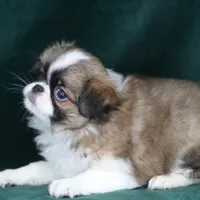 Tanner, a male Japanese Chin for sale in Wheaton, MO – Photo 4 of 4