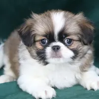 Tanner, a male Japanese Chin for sale in Wheaton, MO – Photo 1 of 4