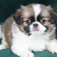 Tanner, a male Japanese Chin for sale in Wheaton, MO – Photo 3 of 4