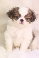 Franklin, a male Japanese Chin for sale in Wheaton, MO – 7 of 9