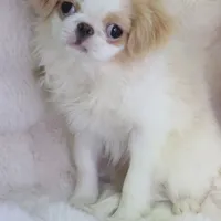 Makoto, a male Japanese Chin for sale in Wheaton, MO – Photo 2 of 6