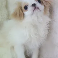 Makoto, a male Japanese Chin for sale in Wheaton, MO – Photo 4 of 6