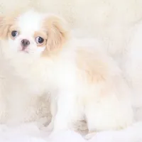 Makoto, a male Japanese Chin for sale in Wheaton, MO – Photo 1 of 6