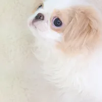 Makoto, a male Japanese Chin for sale in Wheaton, MO – Photo 6 of 6