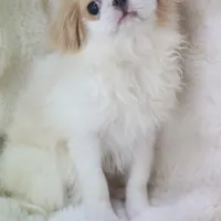 Makoto, a male Japanese Chin for sale in Wheaton, MO – Photo 5 of 6