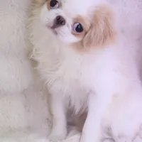 Makoto, a male Japanese Chin for sale in Wheaton, MO – Photo 3 of 6