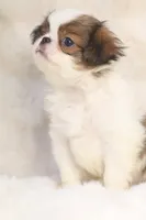 Franklin, a male Japanese Chin for sale in Wheaton, MO – 8 of 9