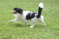 Mosley, a male Japanese Chin for sale in Wheaton, MO – 7 of 7