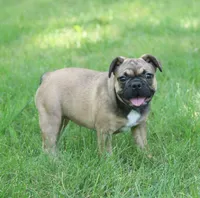 Gucci, a female French Bulldog for sale in Wheaton, MO – Photo 3 of 5