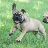 Gucci, a female French Bulldog for sale in Wheaton, MO – Photo 1 of 5