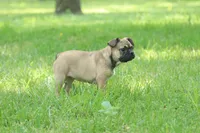 Gucci, a female French Bulldog for sale in Wheaton, MO – Photo 4 of 5