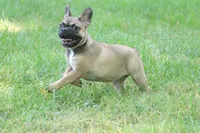 Gucci, a female French Bulldog for sale in Wheaton, MO – Photo 5 of 5