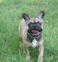 Gucci, a female French Bulldog for sale in Wheaton, MO – Photo 2 of 5