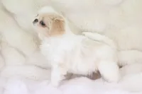 Camry, a female Japanese Chin for sale in Wheaton, MO – Photo 6 of 6