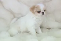 Camry, a female Japanese Chin for sale in Wheaton, MO – Photo 3 of 6