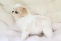 Camry, a female Japanese Chin for sale in Wheaton, MO – Photo 5 of 6