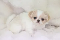 Camry, a female Japanese Chin for sale in Wheaton, MO – Photo 2 of 6