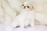 Camry, a female Japanese Chin for sale in Wheaton, MO – Photo 4 of 6