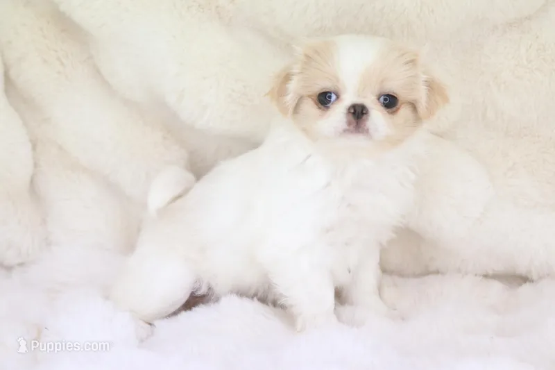 Camry – Japanese Chin puppy for sale in Wheaton, MO