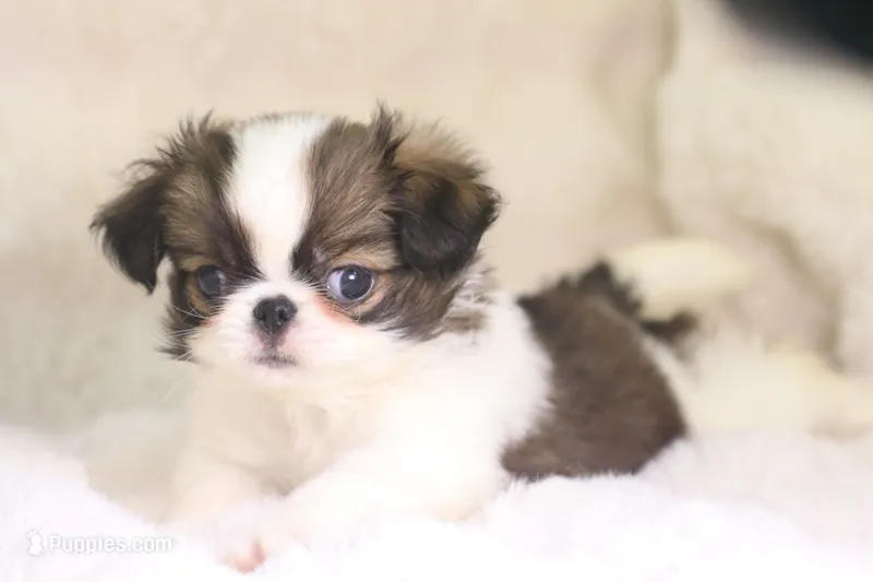 Lucy – Japanese Chin puppy for sale in Wheaton, MO