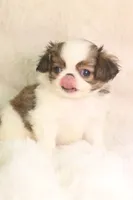 Mochi, a male Japanese Chin for sale in Wheaton, MO – 4 of 8