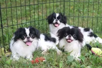 Tiny Tim, a male Japanese Chin for sale in Wheaton, MO – 3 of 6