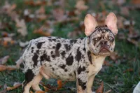 Benny-Coco Merle, a male French Bulldog for sale in Wheaton, MO – Photo 9 of 9