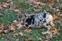 Benny-Coco Merle, a male French Bulldog for sale in Wheaton, MO – Photo 6 of 9